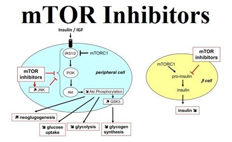 mTOR Inhibitors: Definition, Mechanism, Benefits and List