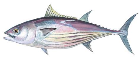 Skipjack Tuna Fishing Guide | How to Catch a Skipjack Tuna