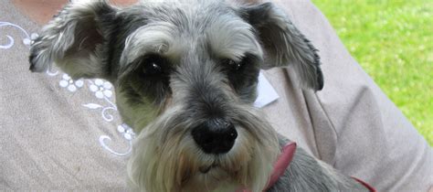 Miniature Schnauzer Dog Rescue, serving the Pacific Northwest, Oregon ...