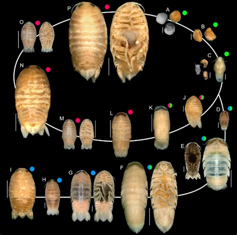 A tentative restoration of the life cycle of Aegidae, based on the ...