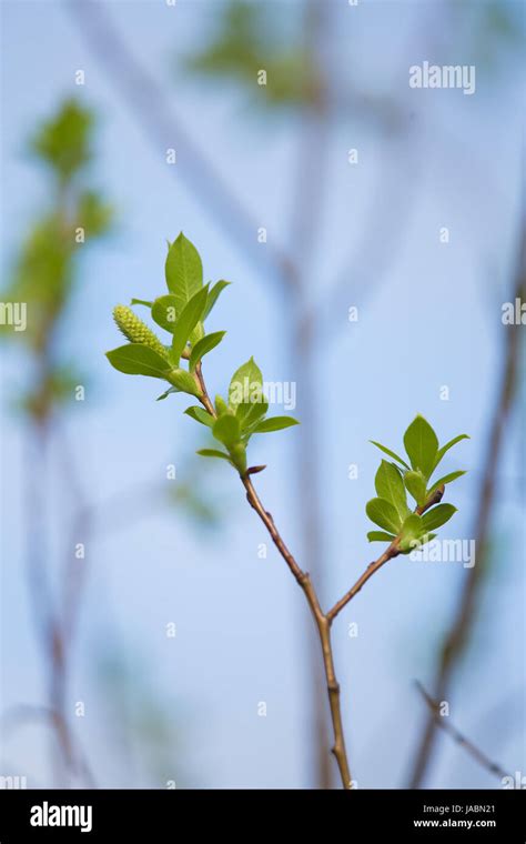 Willow leaf hi-res stock photography and images - Alamy