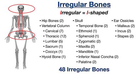 Types of Bones in the Human Body: Skeletal System Labeled Diagram and Examples — EZmed