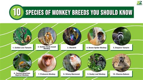 Types Of Monkeys: The 10 Common Species Of Monkey Breeds You Should ...