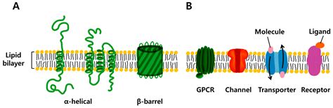 IJMS | Free Full-Text | Biomimetic Membranes with Transmembrane Proteins: State-of-the-Art in ...