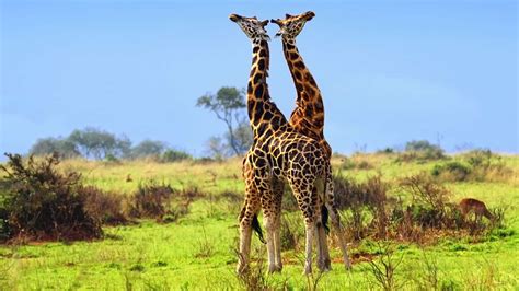 10 Days Best of Uganda Safaris Tours - uganda safaris