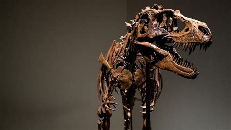 First Gorgosaurus Skeleton To Appear At Auction Sells For $6.1 Million ...