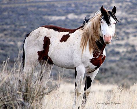 Beautiful Wild Horses | Mustang | Beautiful wild horses still running free | Pinterest | Wild ...