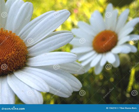 Ox-eye daisy 1 stock photo. Image of forestry, flora, chrysanthemum ...