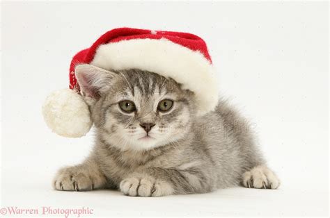 cute kittens wearing Christmas hats - Cute Kittens Photo (40840519) - Fanpop