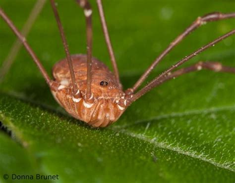 Cure-All Pest Control - Fact Or Fiction: Are Daddy Long Legs Spiders The Most Venomous Spider ...