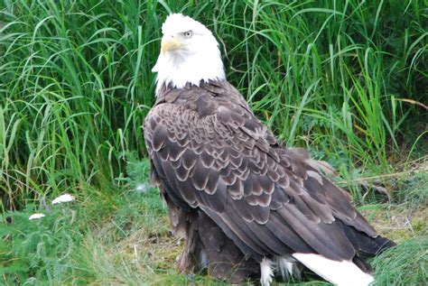 Birds of Kodiak Island Archives - Robin Barefield