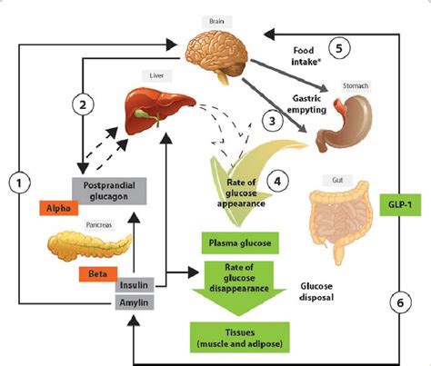 Glucose homeostasis: roles of insulin, glucagon, amylin, and GLP-1. The ...