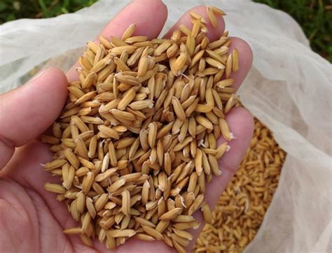 PhilRice pushes for high-quality seeds to benefit farmers