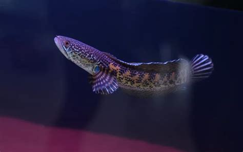 Snakehead Fish Care: Complete Guide for Beginners - AquariumNexus