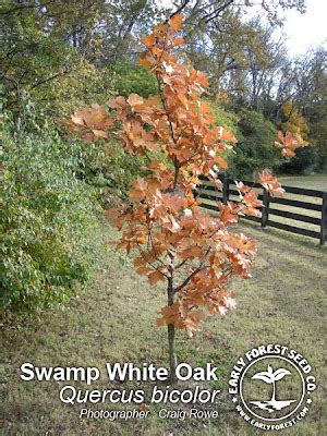 Early Forest : Tree Photography and Information: Swamp White Oak - Fall Color