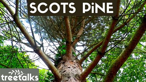 Scots Pine Tree - Facts & Identification - YouTube