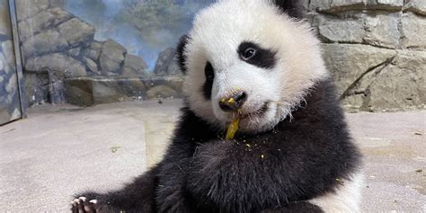 Top 8 Giant Panda Moments in January 2021 | Smithsonian's National Zoo and Conservation Biology ...
