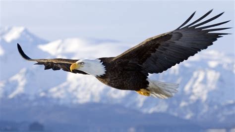 Eagle(the King of birds)