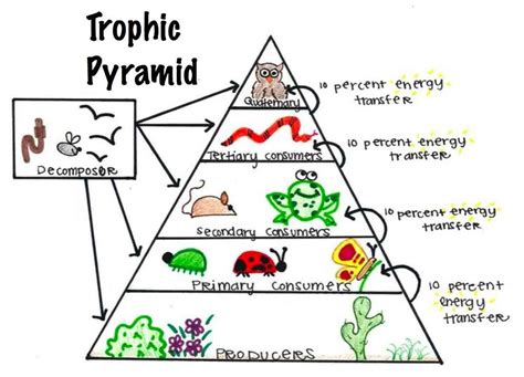 Diagram Of An Energy Pyramid