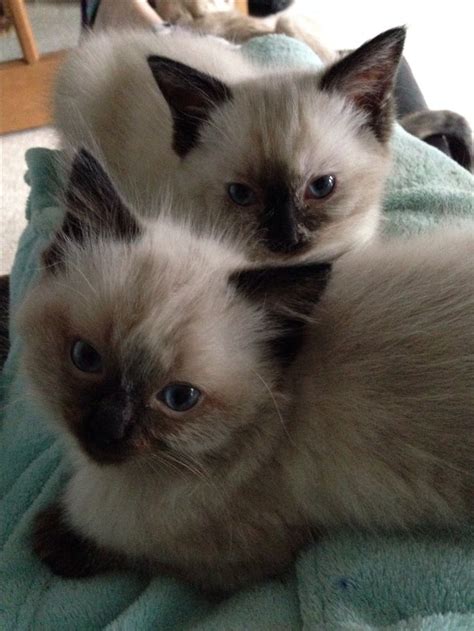 Seal Point Ragdoll Kittens | Chocolate seal point ragdoll kittens ...