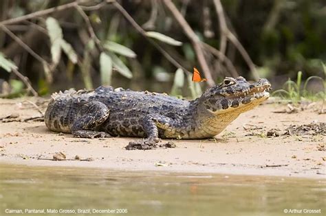 The Spectacled Caiman (Caiman Crocodilius) | MSEM in the Field