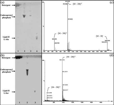 Branched lipid purification and characterization by mass spectrometry ...