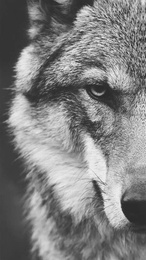 Animal / Wolf (1080x1920) Mobile Wallpaper | Iphone wallpaper wolf, Wolf wallpaper backgrounds ...