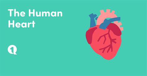 The Human Heart Micro-course | 1Question