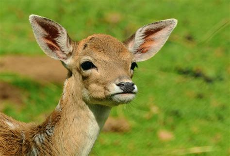 Free Images : wildlife, wild, mammal, fauna, fawn, grassland, vertebrate, roe deer, fallow deer ...