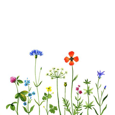 Wildflower Clip Art, Vector Images & Illustrations - iStock