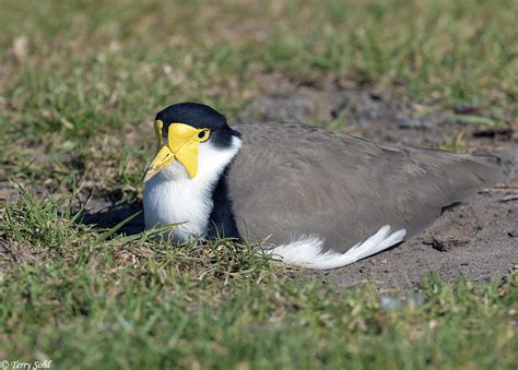 Masked Lapwing Photos - Photographs - Pictures