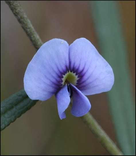 Hovea linearis (Fabaceae) | Flickr - Photo Sharing!