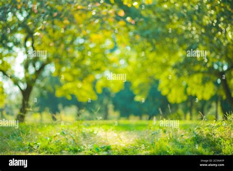 Background Images Nature Blur / Blur Background Of Nature With An Old Wooden Board Stock Photo ...