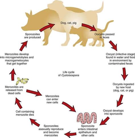 What Are Symptoms Of Coccidia In Dogs