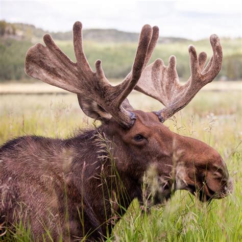 The Antler and Breeding Cycle Featuring Moose - Yukon Wildlife Preserve