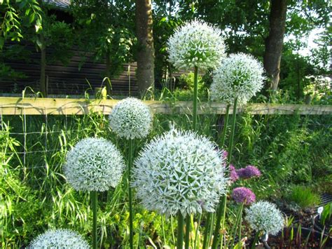 . Allium Flowers, Garden Ideas, Plants, Landscaping Ideas, Plant ...