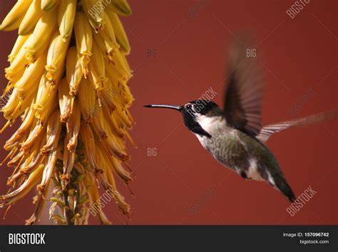 Hummingbird Hovering Image & Photo (Free Trial) | Bigstock