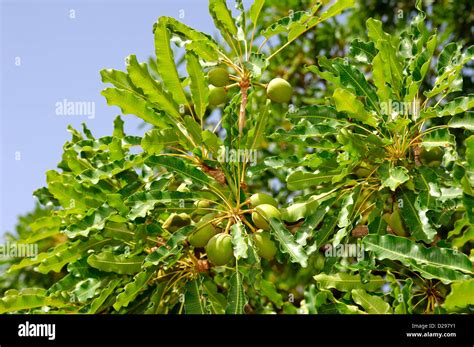 Fruits of Shea butter tree, Ouagad Stock Photo - Alamy