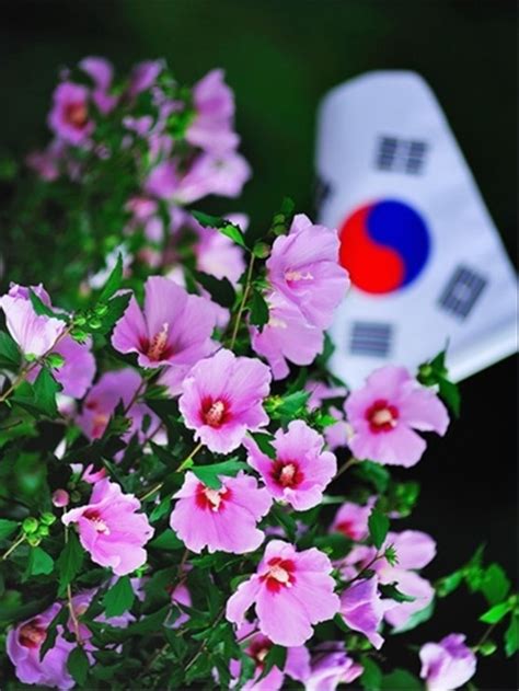 The republic of South Korea 대한민국: The Traditional Flower of South Korea