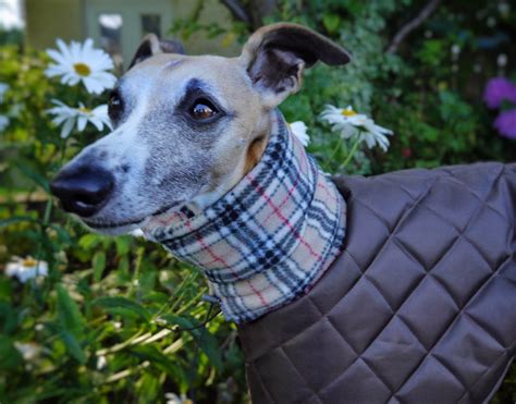 Gallery - The Whippet Coats