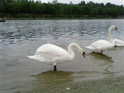 Free picture: two, swans, lake