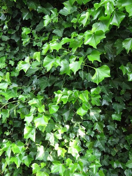 Hedera helix (Algerian Ivy, Baltic Ivy, Branching Ivy, California Ivy ...