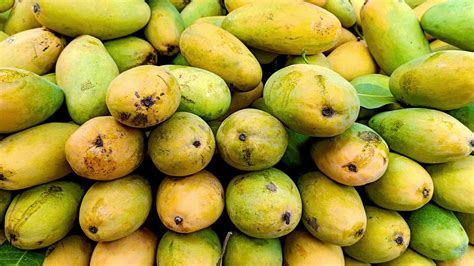 Heap of fresh ripe yellow mangoes background 9418737 Stock Video at Vecteezy