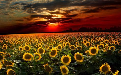 Beautiful Fall Sunflower Wallpapers - Top Free Beautiful Fall Sunflower Backgrounds ...