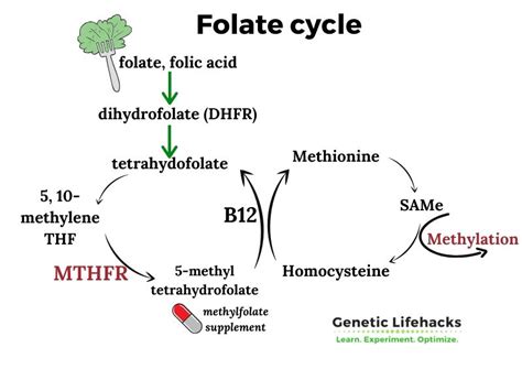 MTHFR Mutation: What is it? How to check your raw data.