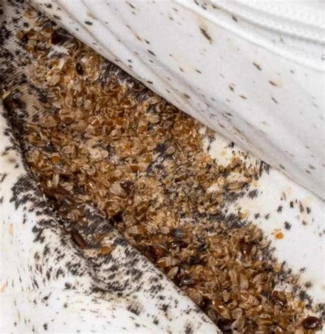 Horrifying pics as pest control discover bedbug infestation 'an inch thick' hiding under ...