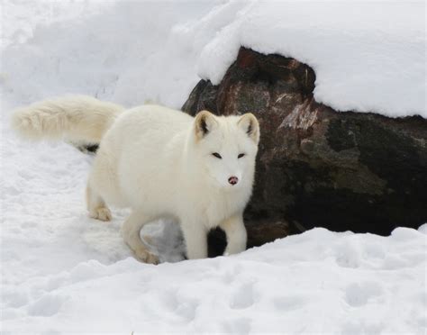 Fox In Snow Photos, Download The BEST Free Fox In Snow Stock Photos ...