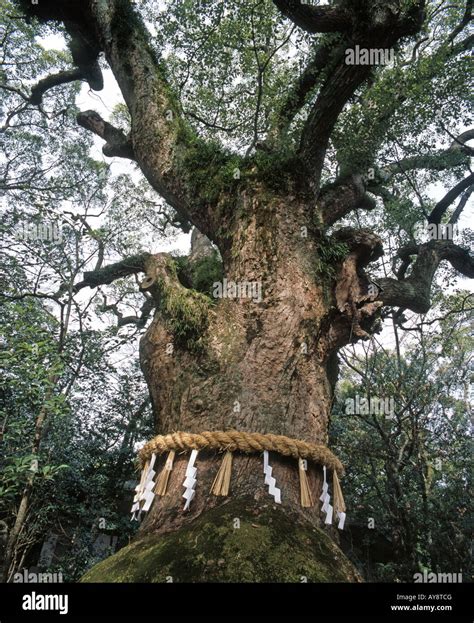 1300 year old giant camphor tree in the grounds of Atsuta Jingu shinto shrine, Nagoya, Japan ...