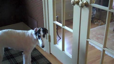 Borzoi Puppies Playing - YouTube