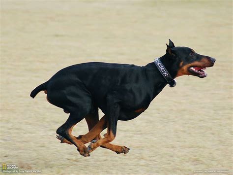 Doberman Pinscher Wallpapers - Wallpaper Cave